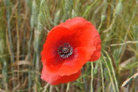 que signifie le coquelicot